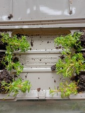 6 x Saxifrage plug plants