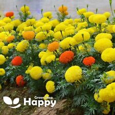F1 AFRICAN MARIGOLD DWARF INDIANA MIXED - 10 seeds - Fully Double Round Flowers