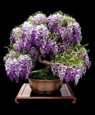 Purple blue wisteria - blue,