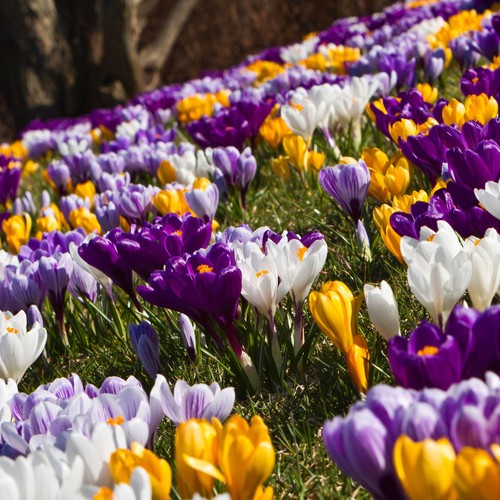 Crocus 100 spring - crocus,