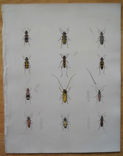 Longhorn beetles 1854 - beetles,