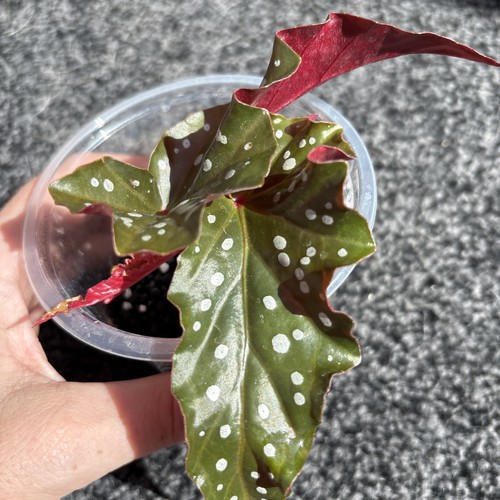 Begonia black forest small - begonia,