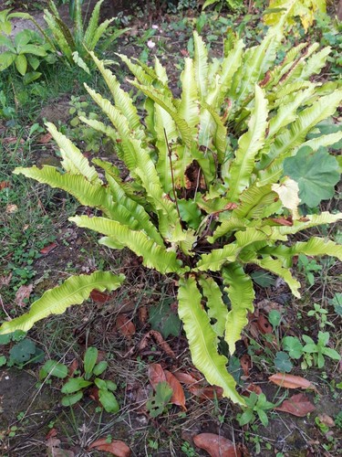 Harts tongue fern large - fern, 2.