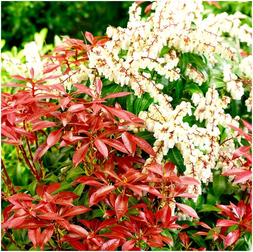 Pieris mountain fire - pieris, |