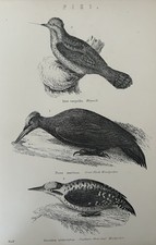 Antique Print 1870s Bird Engraving | Great Black Woodpecker & Wryneck | Pici