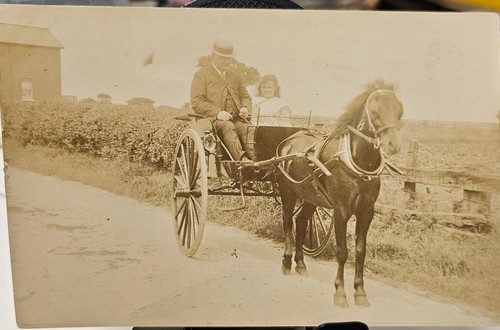 Antique rppc horse gig - horse,