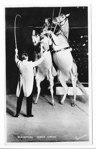 Horses performing tower - horses,