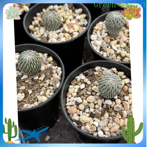 Raresucculent pelecyphora - raresucculent,