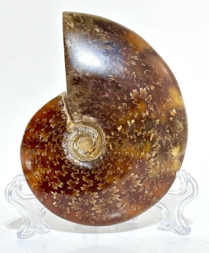 Jurassic ammonite 416 million - jurassic,