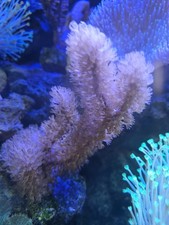 Marine Coral