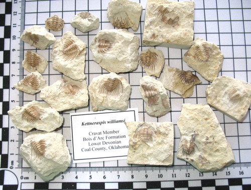 Devonian kettneraspis - devonian,