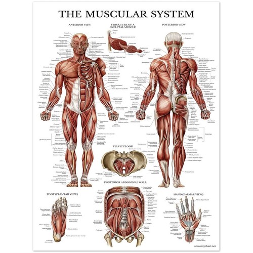 The muscular system human - system,