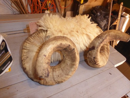 Big ram horns bones - ram,