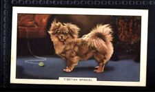 Gallaher Dogs 2nd Series 1938 - Tibetan Spaniel No. 15