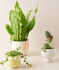 NEW Anthropologie Birdy Garden