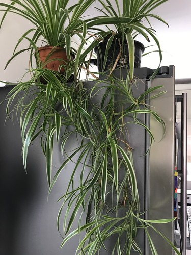 Baby spider plants unrooted - 3,