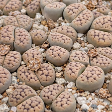 Lithops schwantesii SEEDS - -