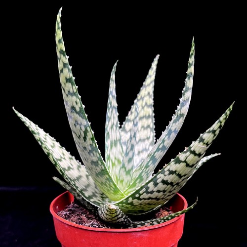 Aloe bronze lizard - lizard', hardy