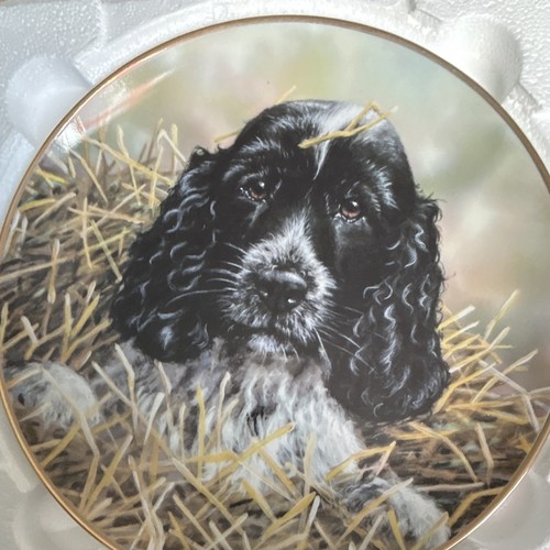 Danbury mint cocker spaniel - danbury,