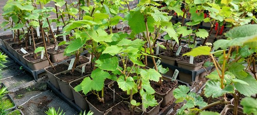 Grape vine plant - red, and