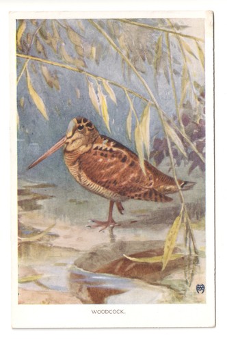 The woodcock bird c1950 s - the,