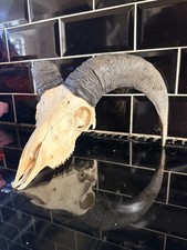 Real Bulls Skull Taxidermy