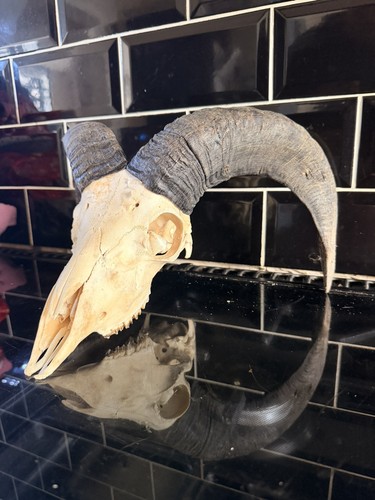 Real bulls skull taxidermy - bulls,