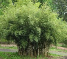 Fargesia robusta formidable - robusta,
