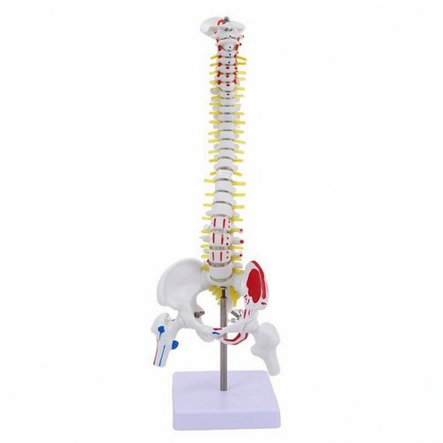 Anatomy model for - 3d,