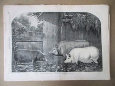 Vintage Print,SUFFOLK+ESSEX