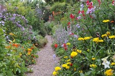 Twelve Perennial Plants Mixed