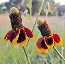MEXICAN HAT FLOWER 100 FRESH