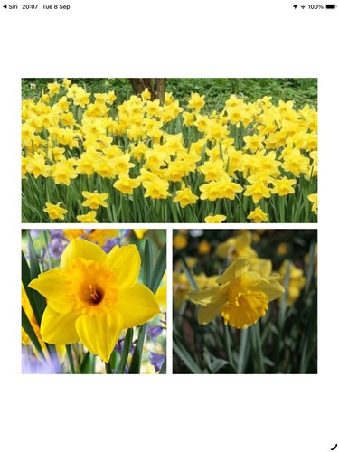 Daffodil bulbs narcissus - bulbs,
