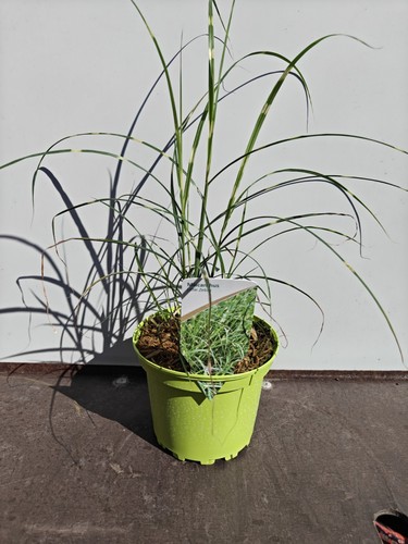 Miscanthus sinensis little - miscanthus,