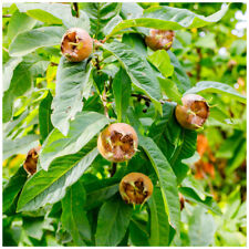 Medlar Nottingham 4-5ft Tall Tree Ready to Fruit, Self-Fertile,Good For Jam