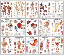 Human Anatomy Posters – Skeleton, Muscles, Organs – Framed or Unframed
