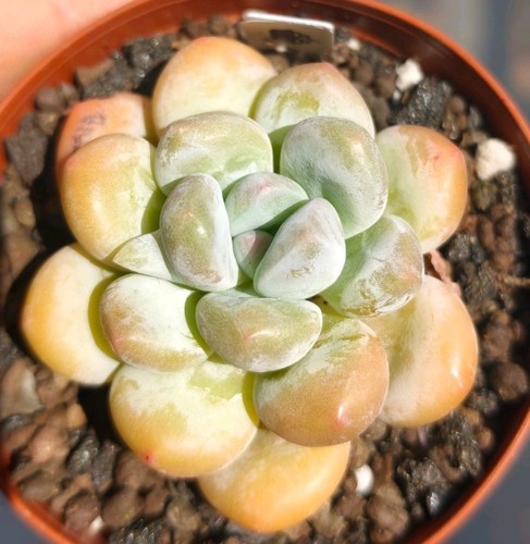 Graptoveria pink cheese - pink,