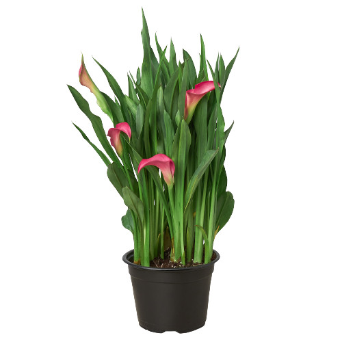 Calla lily zantedeschia - lily,
