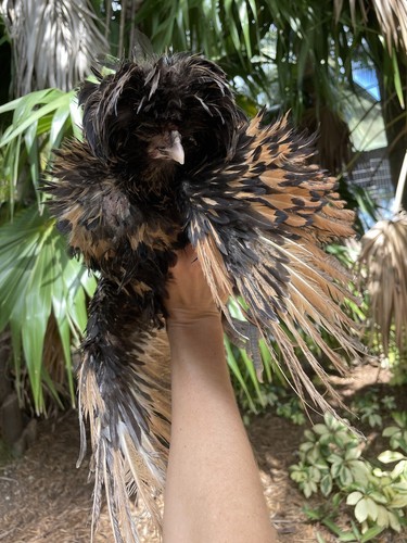 Frizzled chicken hatching - frizzled,
