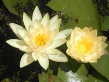 Nymphaea sulphurea water - nymphaea, "sulphurea"