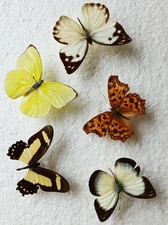  Butterfly Collection Set x5