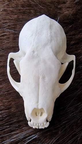 Stone marten skull - stone,