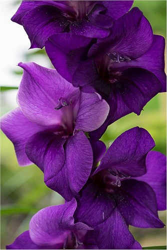 Sale gladioli purple - ***sale***,