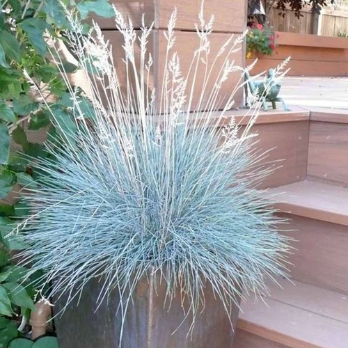 Festuca glauca blue - festuca, mountain