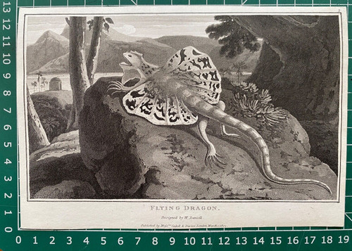 1807 antique print lizard - 1807,