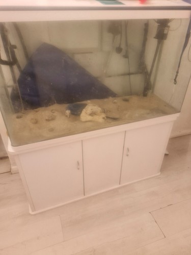 Beloved 4ft tank can - beloved,