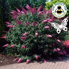 Buddleja Davdii 'Sugar Plum' Butterfly Bush Hardy Shrub | 15-30cm (incl. Pot)