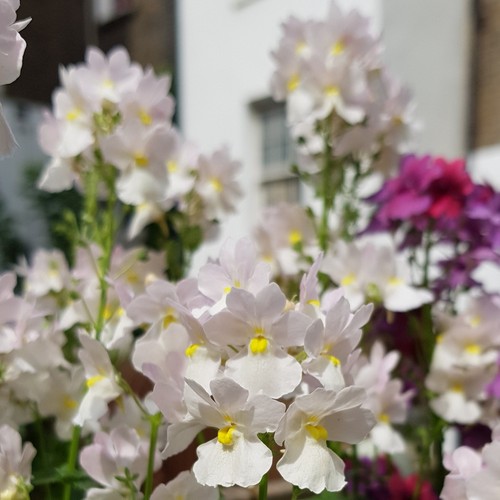 Nemesia wisley vanilla plant