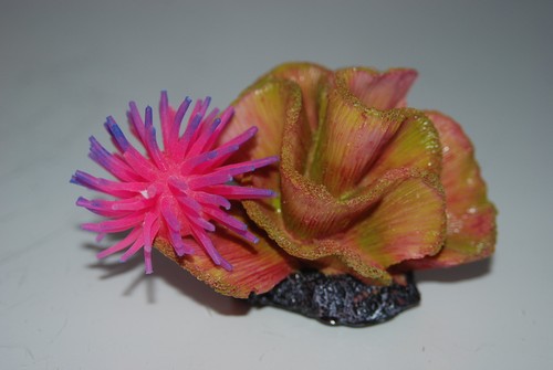 Aquarium coral pink anemone - coral,