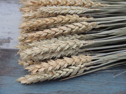 Dried wheat stems bunch - wheat,